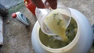 how to make fejoa wine