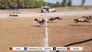 XXXIV CAMPEONATO DE ESPA&Ntilde;A DE GALGOS CON LIEBRE MECANICA SOBRE RECTA , 500 METROS IMPORTADOS