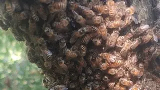 date 09/09/2023 bee Swarm