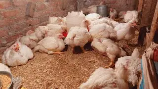 النهارده الدنيا بتشتي تعالو شوفو عملت اى عشان الفراخ متبردش منك الفديو مهم ومفيد 👌صلو على النبي 🙏🏻