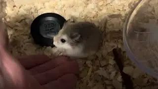 ロボロフスキーおやつタイム