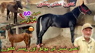 Horse Mandi Ring Road Peshawar 2024 Updates | 22 Lac Desi Racer Horses Arrived Khyber Social Tv