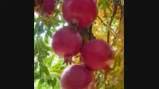 بادرود-badrood