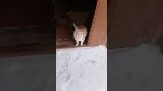 Тихон замерз #cat #cute #милота #кот #покорми