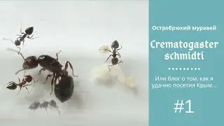 Crematogaster schmidti #1