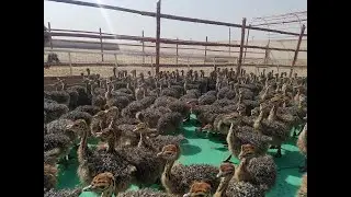 Ostrich chicks