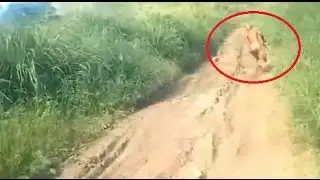 Mysterious Humanoid Runs away from bikers in Indonesia 2017