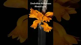 Dendrobium bullenianum bloomed again #orquidias #orchid #flowers #dendrobium #garden #homegardening