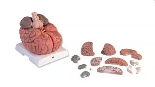 [MIND 2023] Thalia Wheatley: The emerging science of interacting minds