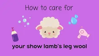 Caring for your show lamb's leg wool
