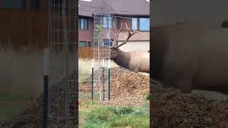Bull Elk Chases a Baby Elk Away