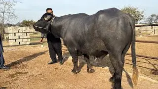Beautiful High Milking Buffaloes in Gujrat || Buffalo Farming In Pakistan || Nili Ravi 