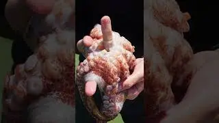 POLVO PESCADO NA HORA - Receita em alto mar.