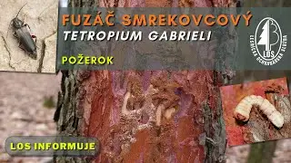 Fuz&aacute;č smrekovcov&yacute; (Tetropium gabrieli) - požerok