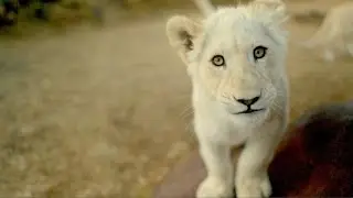Watch two baby lions and rhinos on an epic journey