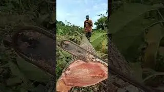 Master the Chainsaw: Precise Tree Felling and Log Processing