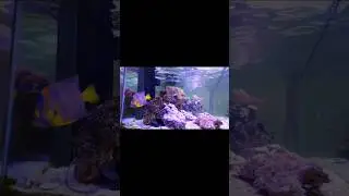 #aquarismomarinho#shorts#horadorango#reef#vidamarinha#fishonly#fishport#brasil#reefaquarium#fish#br