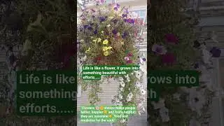 #flowers #nature #calm Life is like a flower, it grows into something beautiful with efforts...