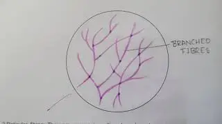 ELASTIC FIBERS