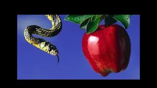 Seed Wars part 10: The riddle of all riddles