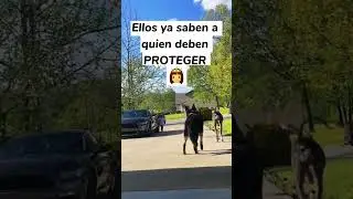 perros cuidan a ni&ntilde;a 😵 #repect #dog