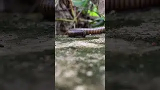 A giant Asian Millipede was found Ep 8. #insects #millipede #worms   #arthropleura #julida #bug