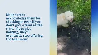 Flynn&rsquo;s Training & Socialization Video
