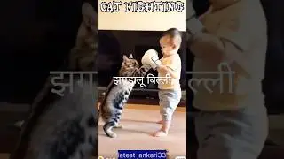 Cat Fighting 😺🤩#trending #youtubeshorts #funny #fight #funfight
