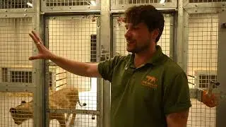 WE BUILT A FOREVER HOME FOR 5 LIONS 🦁🏡 INSIDE THE SANCTUARY