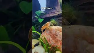 Bamboo & Vampire Shrimp VS Algae - What They Will (& Won&rsquo;t) Eat