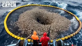 Why Tiger Prawns Are So Expensive &ndash; The Premium Shrimp with Delicate Flavor |  Fishing Documentary