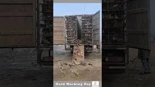 The process of unloading ducks from a truck