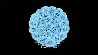 Real Roses That Last a Year
