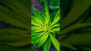 #cannabis can you tell if this is a male or female plant? 🤔