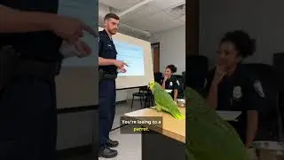 Try Not To Laugh 🤣 Parrot Vs Cop New Compilation More Funny #funny #talkingparot #shortvideos