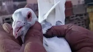 فيديو سريع صيد اليوم مرقع زااجل.وشوفو صيد هالاسبوع..26//1//2026