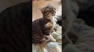 眠るシャムの雫を撮ってたら、キジシロのルルが、ウp主の顔を狙うネコパン攻撃。よく見たら、ネコジャラシが。催促だったので、ジャラシ開始