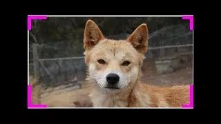 Puppy dog eyes may have evolved in stages Breaking Daily News