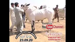 Behind the Scenes of Bull Racing: Training the Champions  Bull Racing highlights #viralvideo