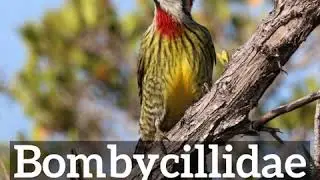 How Does Bombycillidae Look? | What is Bombycillidae? | How to Say Bombycillidae in English?