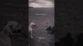 Dog vs Dog fight Lage Mafia#shorts #trending #viral #youtube #dog #fight