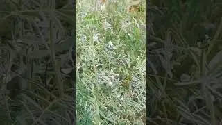 Amazing lentil garden || Cultivation of lentils || Lentil garden