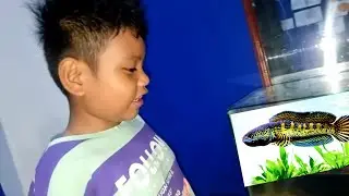 Zefa tangkap Kodok beri Makan Channa Auranti