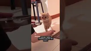 PawShake Training #pawpaw #cute #pawshaketraining #cute#cat #meowmeow #paws #scottish #scottishfold
