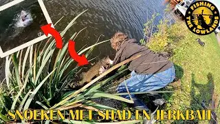 Snoeken vangen met Shad en JerkBait. FishVlog #184.