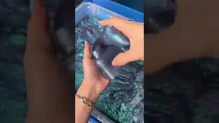 What if We Put Silly Putty in Slime? 🤔