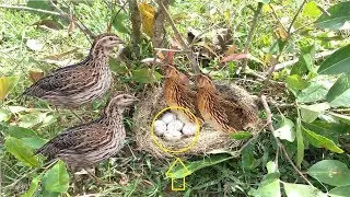 Awesome Quick Bird Trap Using Bird Nest - Childrens Make Best Bird Trap To Catch Bird in Wild