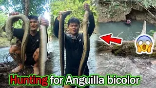 Охота на очень крупную рыбу Anguilla bicolor.