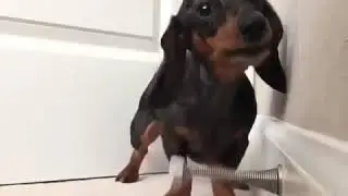 Dog Plays with Door Stop