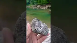 Амонит с р.Курджипс